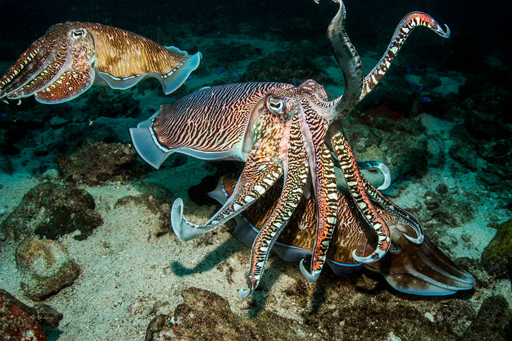 Financial Market compared to a cuttlefish image. 2 cuttlefish under the sea floating on a dark colored stone, where they can also blend the same color as their surroundings.